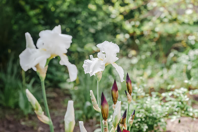 Care to Dance Bearded Iris