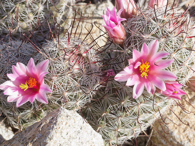 Pincushion Cactus