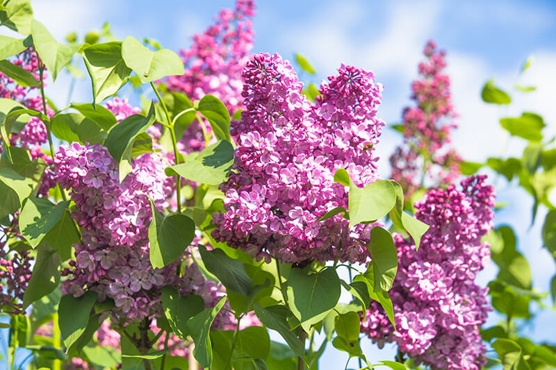 French Lilac