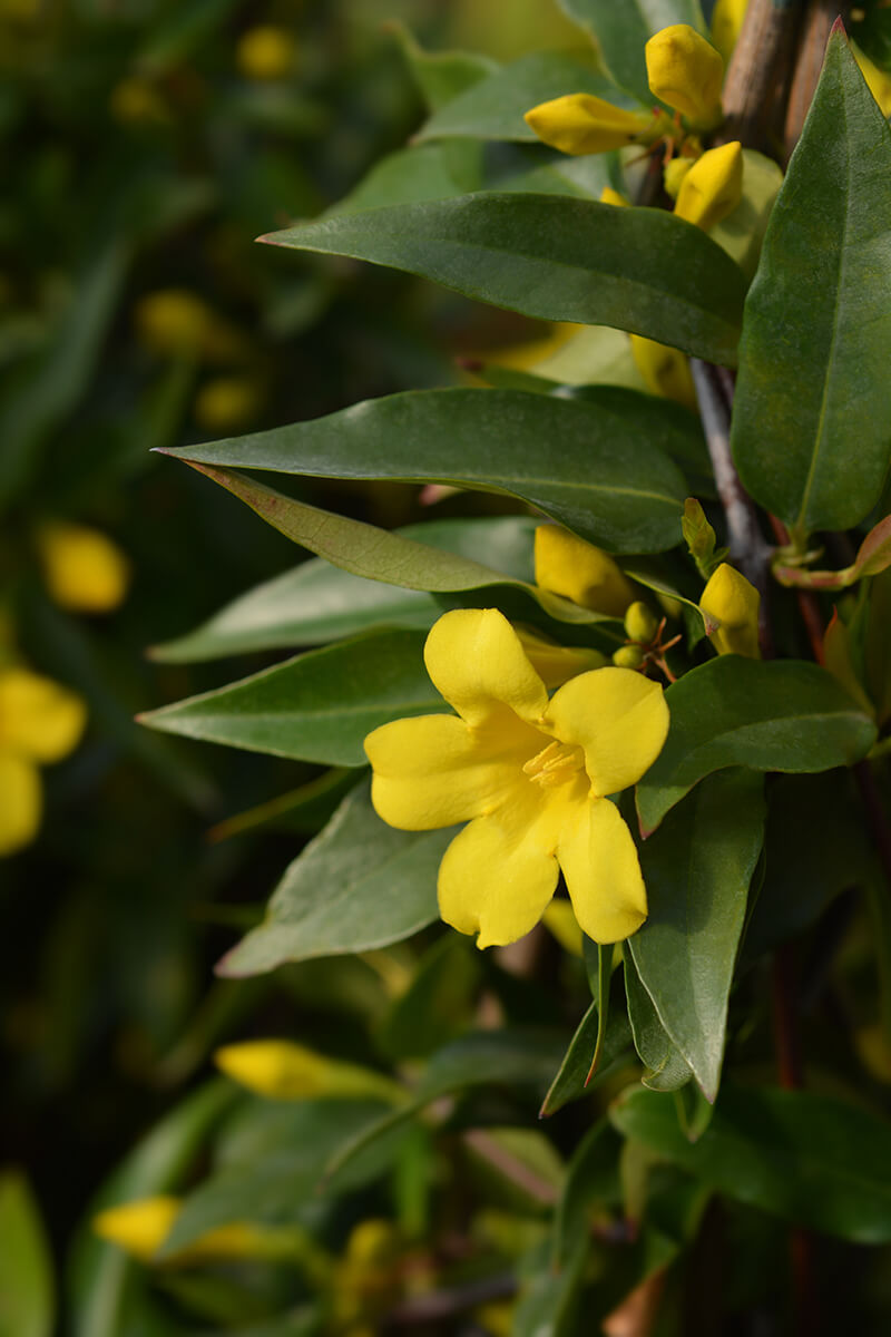 Yellow Jessamine