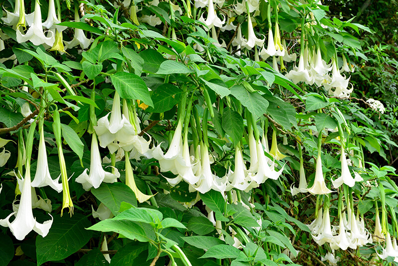 Angel Trumpet