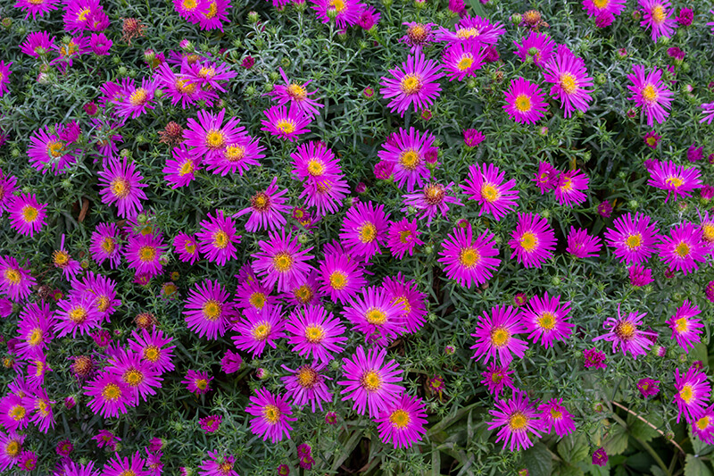 Italian Aster