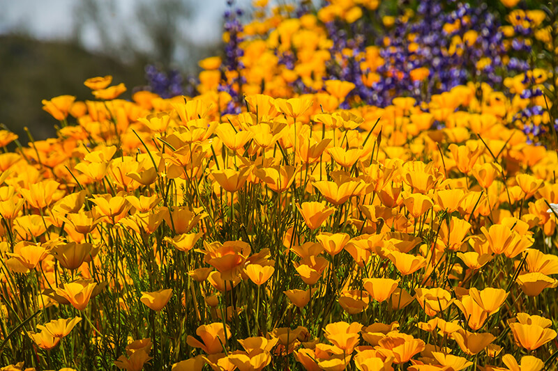 California Poppy