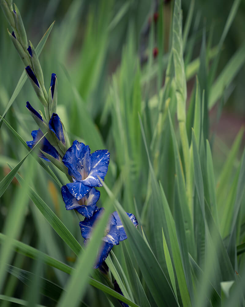 Nori Gladiolus