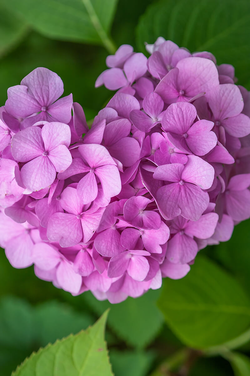 Bigleaf Hydrangea