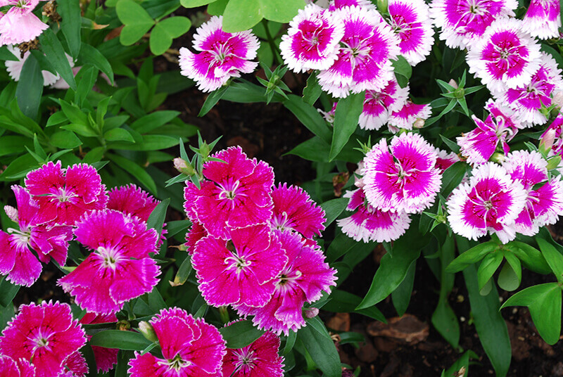 Dianthus