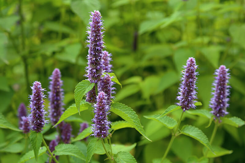 Giant Hyssop