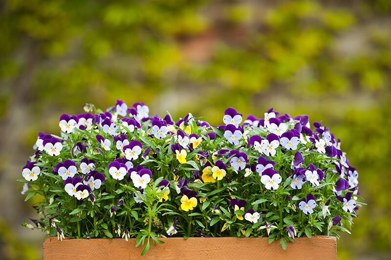 Pyrenean Violet