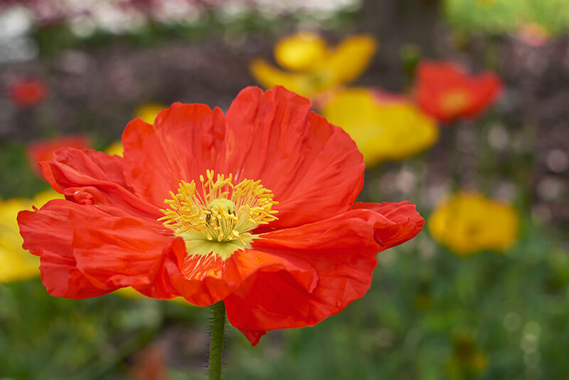 Icelandic Poppy