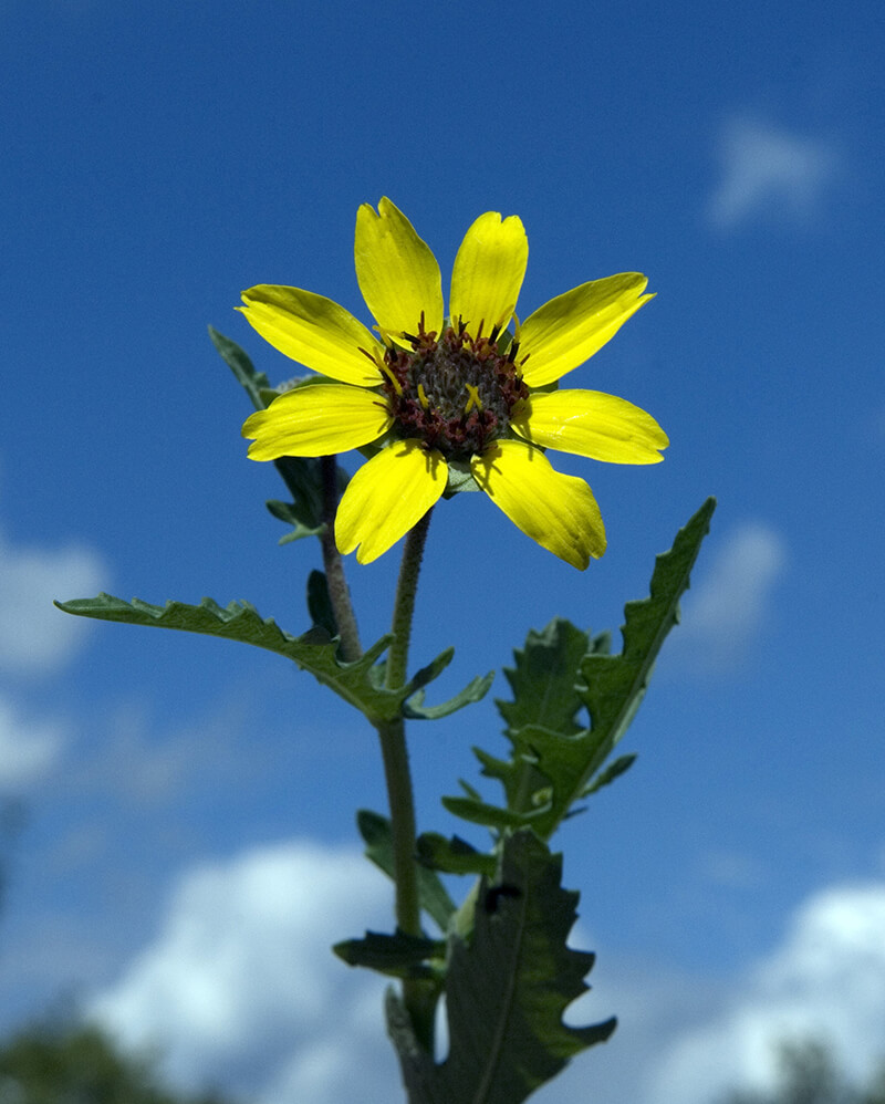 Chocolate Flower