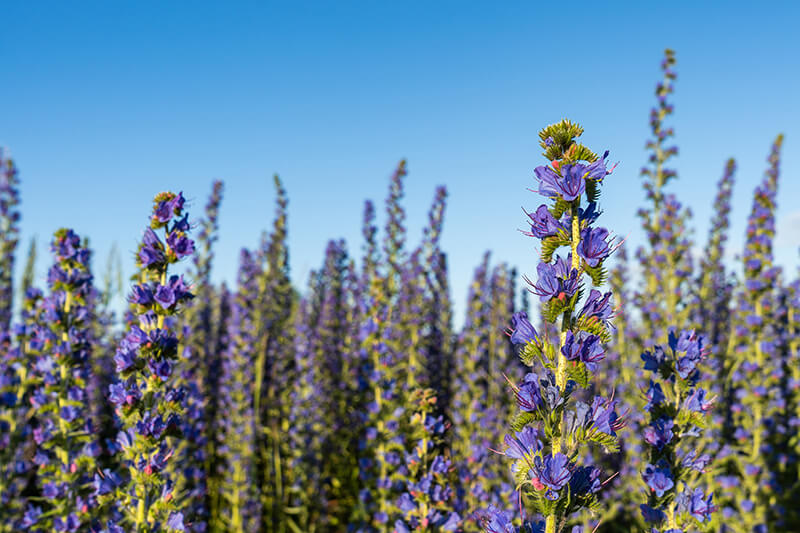 Viper’s Bugloss