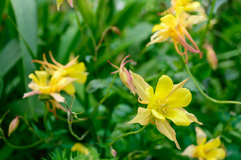 Columbine