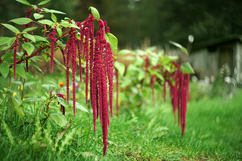 Love-Lies-Bleeding