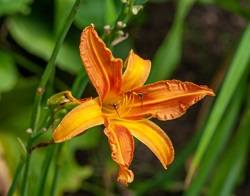 Orange Daylily