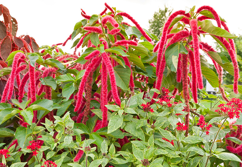 Love-Lies-Bleeding