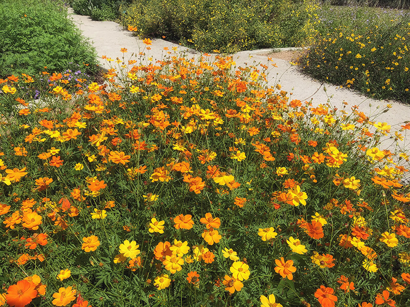 Orange Cosmos