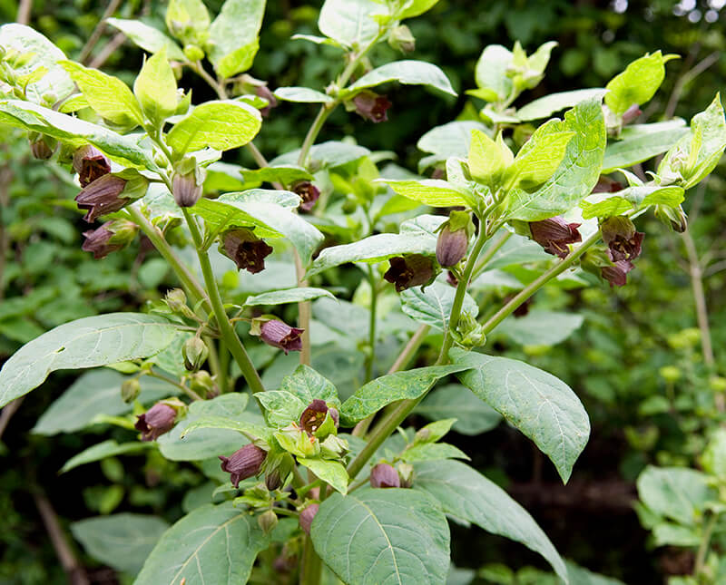 Deadly Nightshade Belladonna