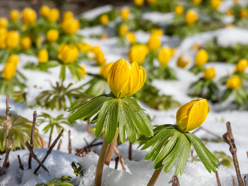 Winter Aconite