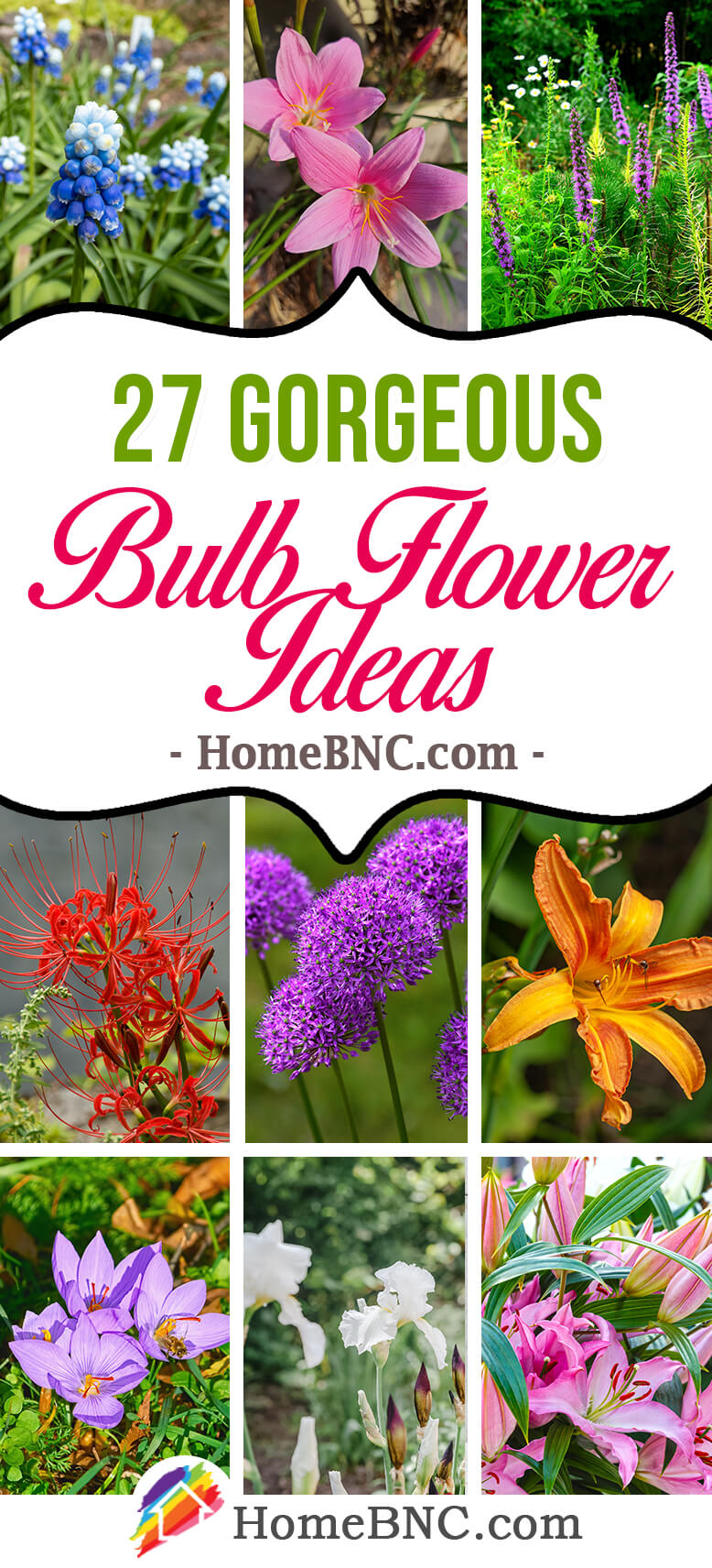 Bulb Flowers