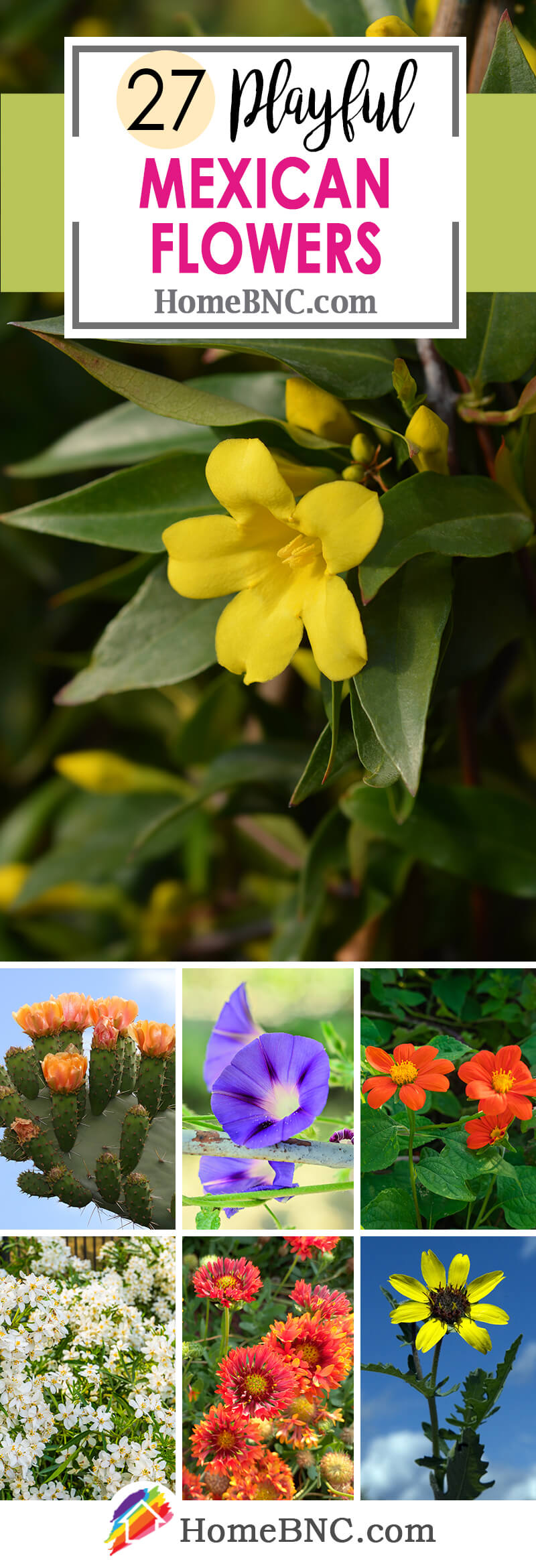 Mexican Flowers