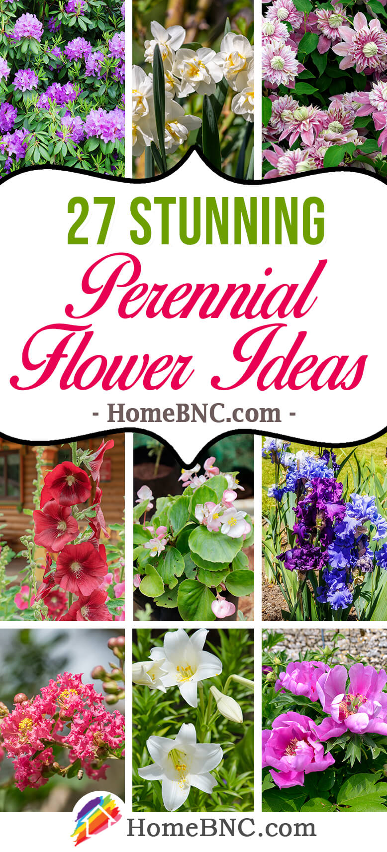 Best Perennial Flowers