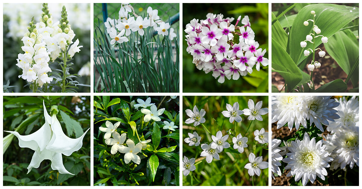 Featured image for “27 Absolutely Gorgeous White Flowers to Spruce Up Your Garden”