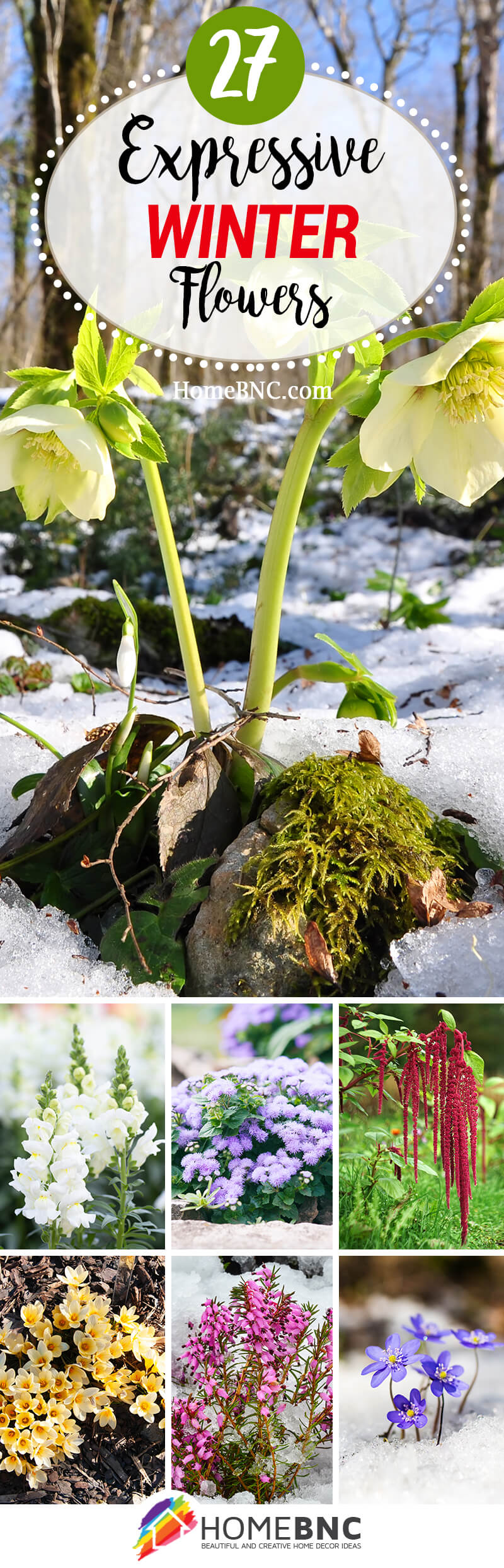 Winter Flowers