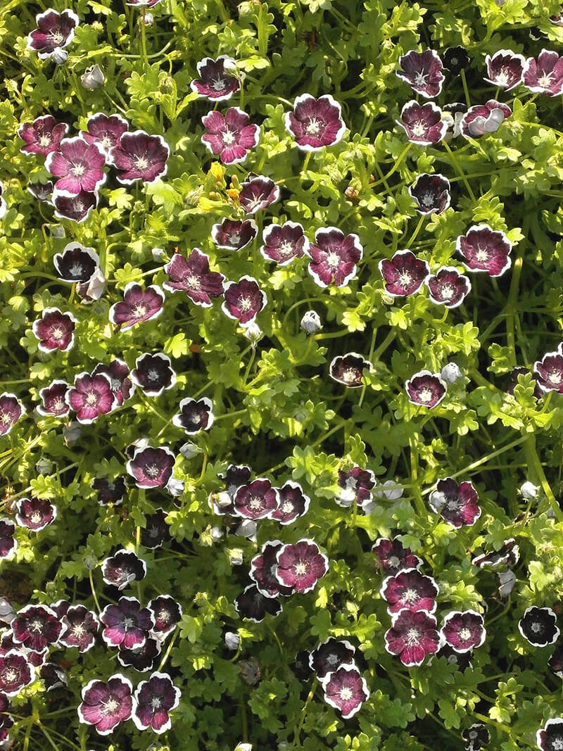 Penny Black Nemophila