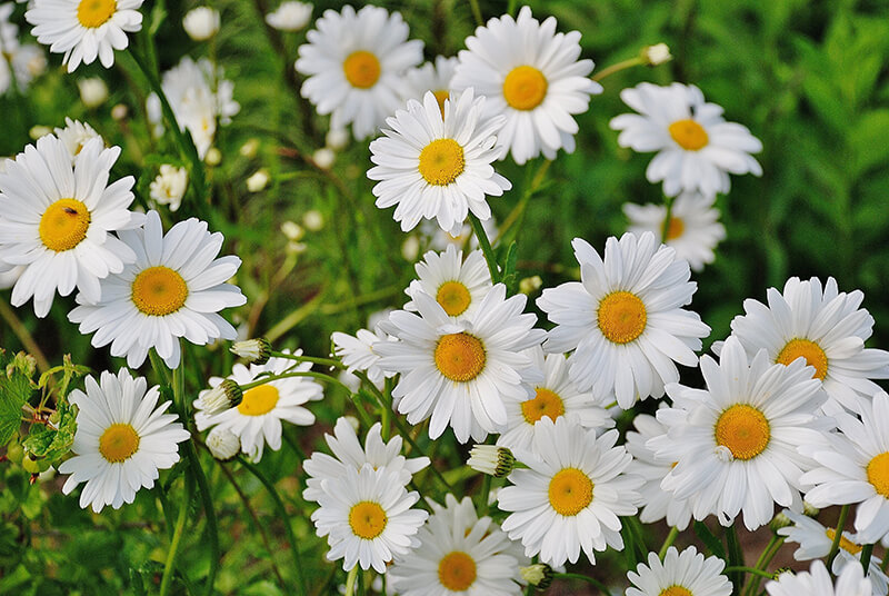 English Daisy