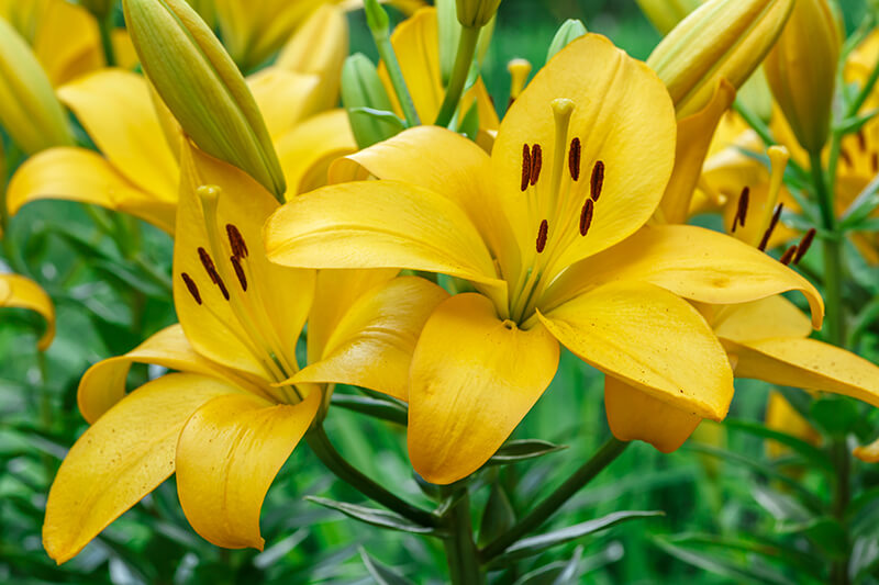 Lilium Canadense