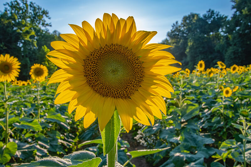 Sunflowers