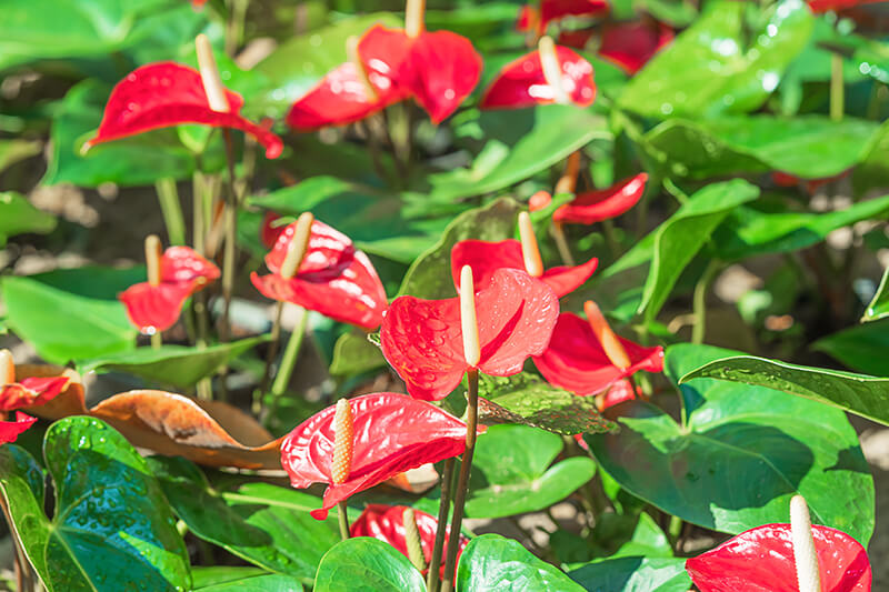 Anthurium