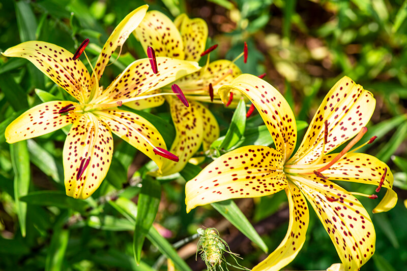 Lilium Pardilinum