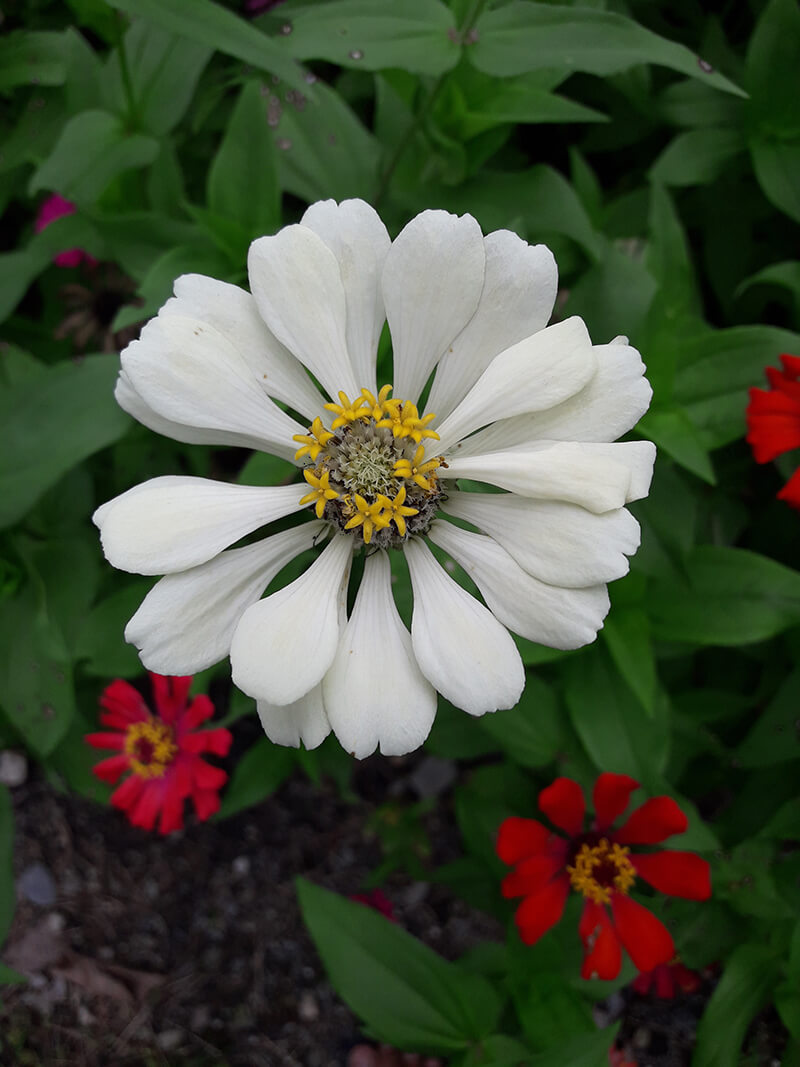 Zinnia