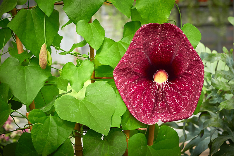 Calico Flower