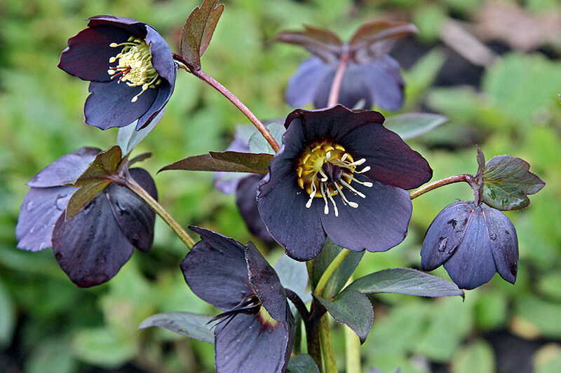 New York Night Hellebore