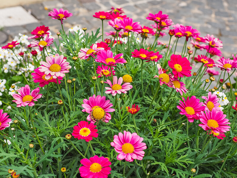 Marguerite Daisy