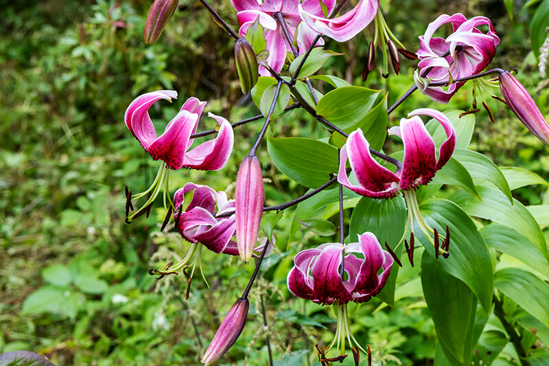 Lilium Martagon