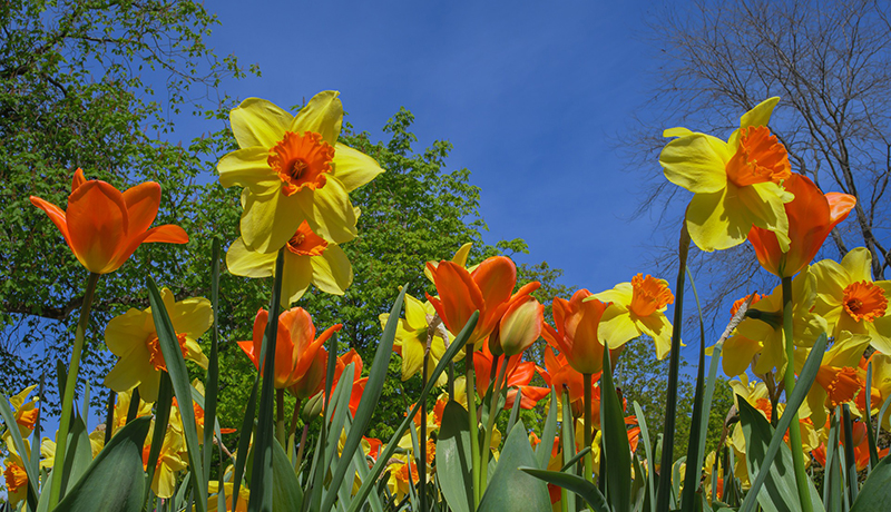 Daffodil