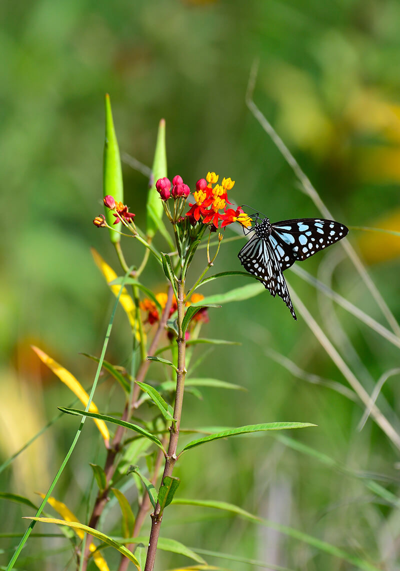 Tropical Milkweed