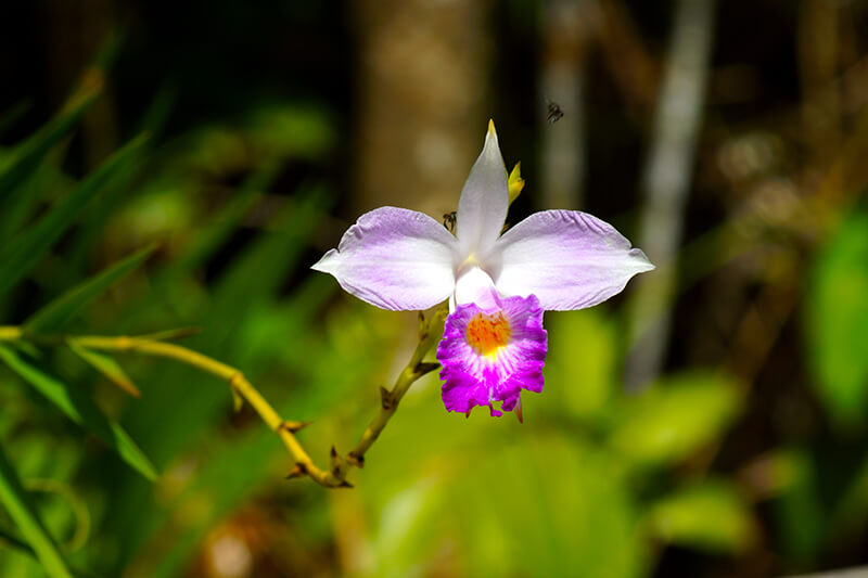 Bamboo Orchid