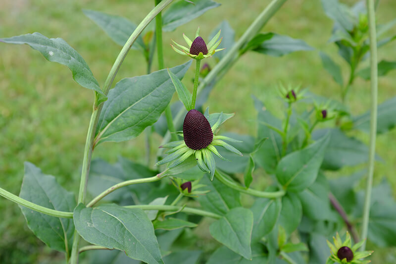 Green Wizard Coneflower