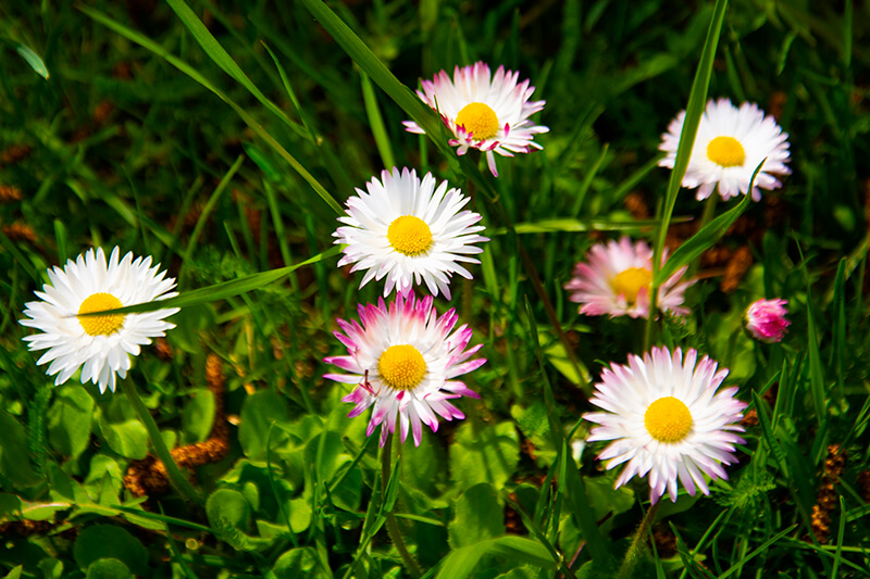 Oxeye Daisy