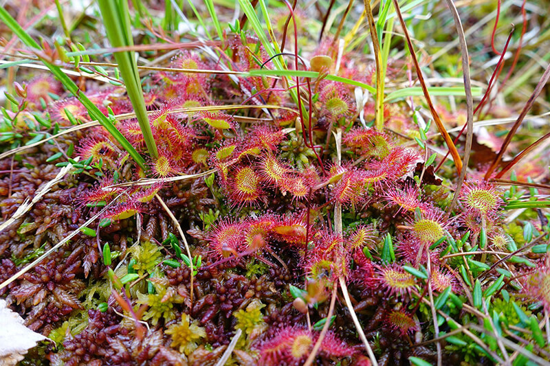 Cape Sundew