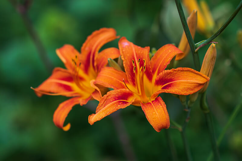 Lilium Bulbiferum