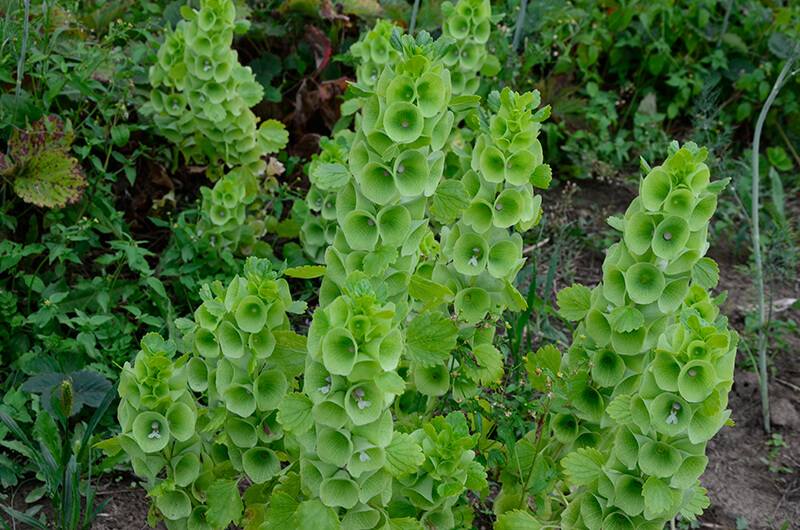 Bells of Ireland