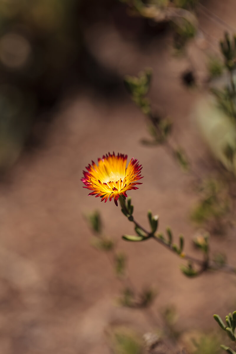 Dewflower