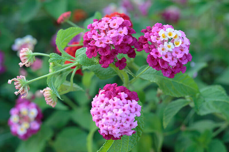 Trailing Lantana