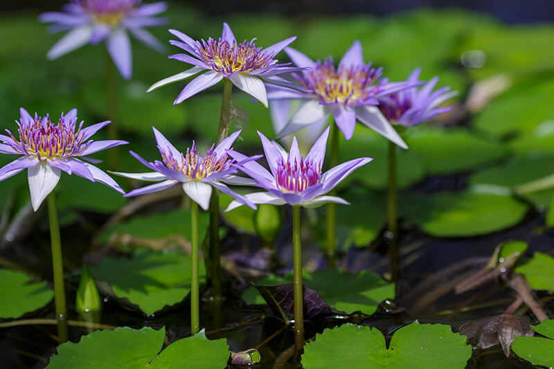 Egyptian Blue Water Lily