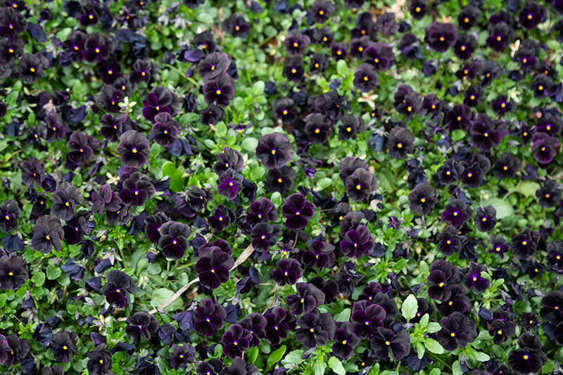 Pansy Black Beauty